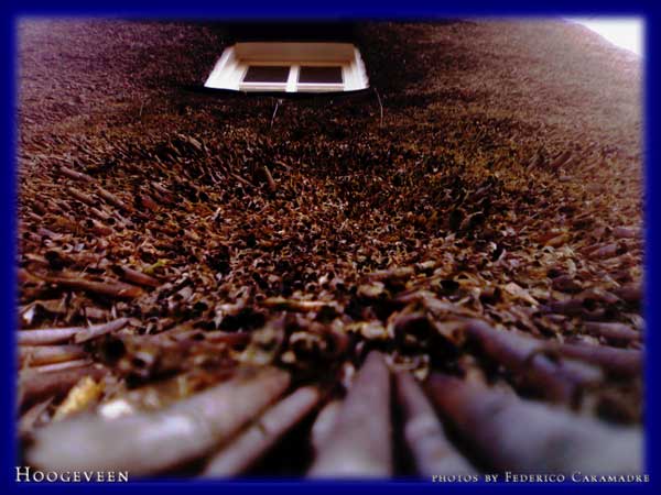 Progetto Van Gogh 2009